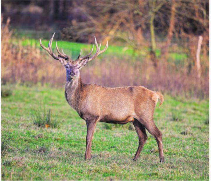 Der Rothirsch ist zurück. Foto: pixabay