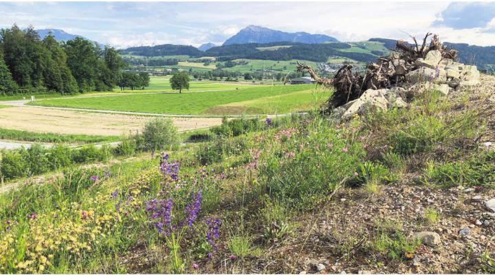 Deponie Babilon: Ostböschung, Parzelle Nr. 260. Foto: Deponie Freiamt AG