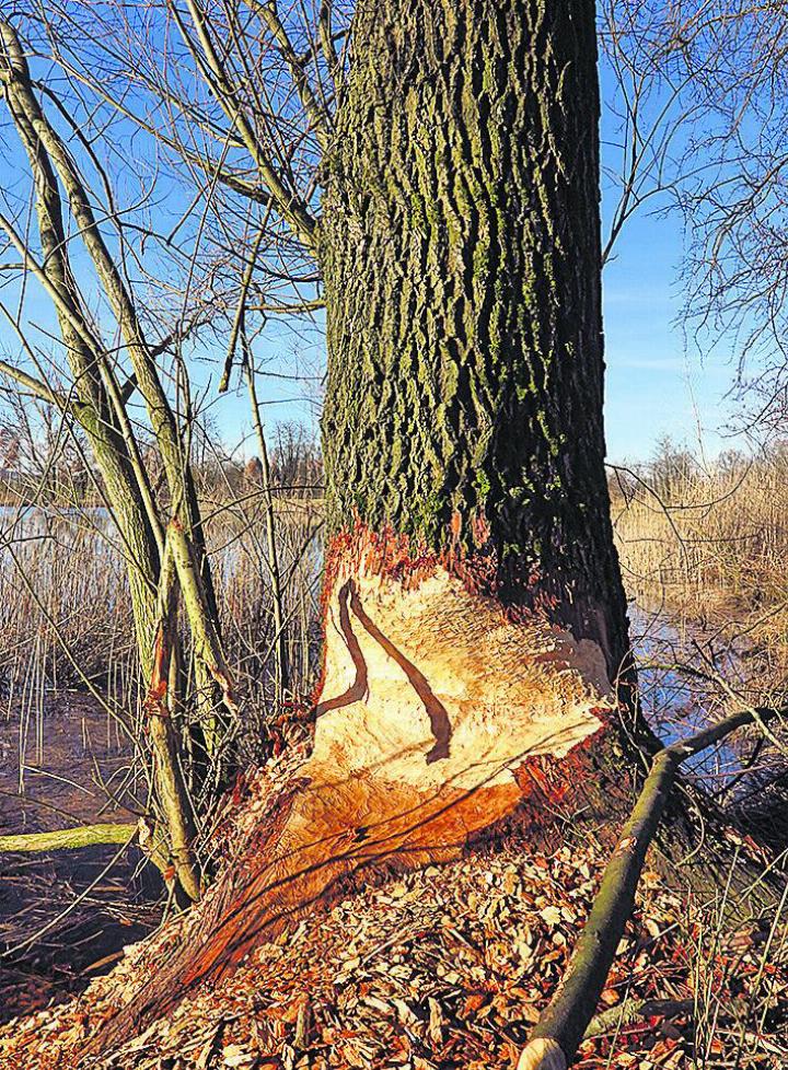 Beaver feeding marks. Foto: zVg