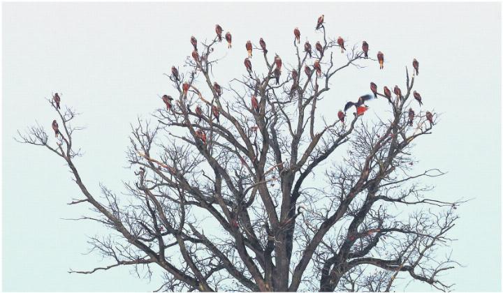 Abends sammeln sich die Milane an gemeinsamen Schlafplätzen. Foto: zVg