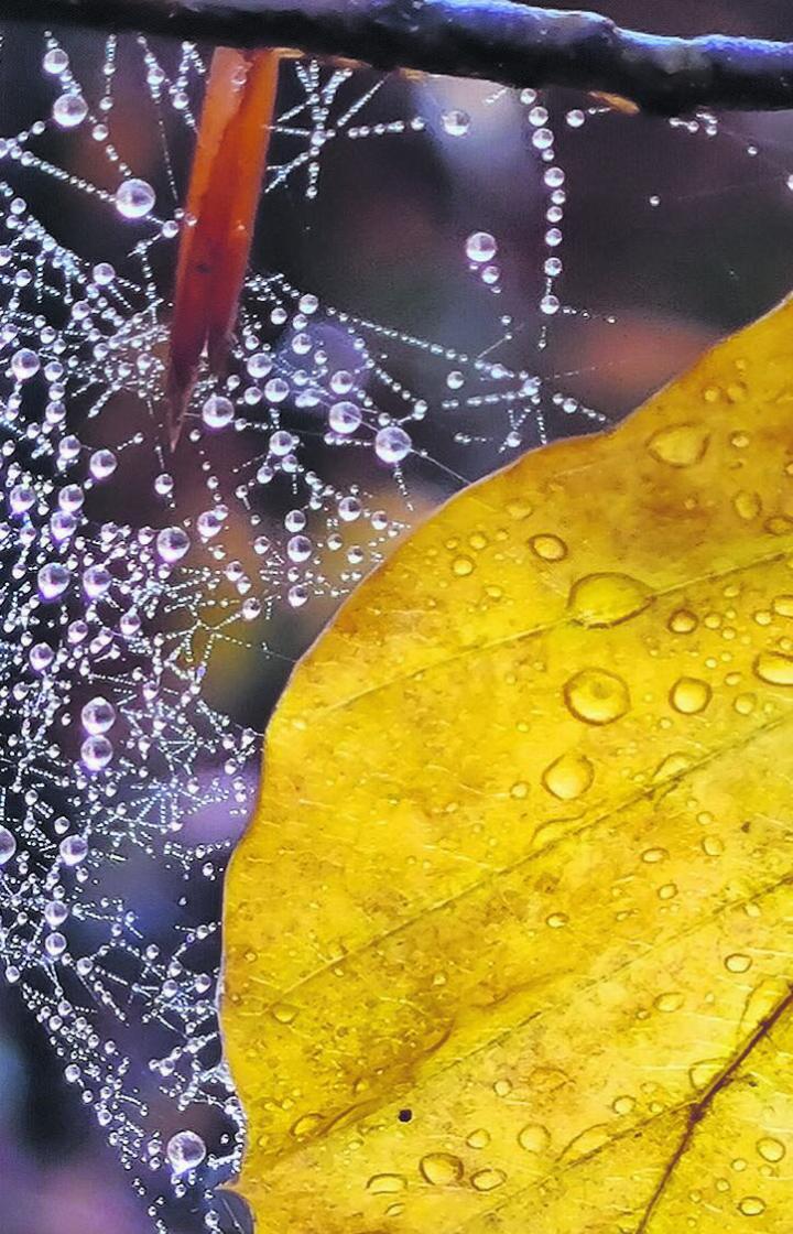 Leben und Vergänglichkeit. Foto: zVg