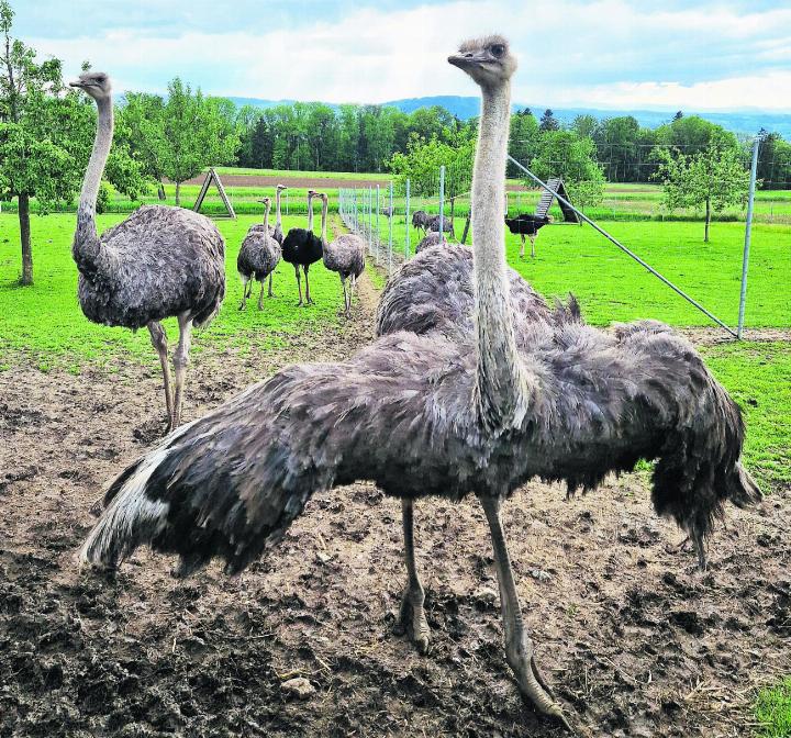 Spannende Tiere. Foto: zVg