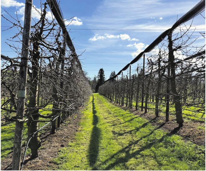 Die Kirschenanlage von Ruth Müller in Alikon beherbergt insgesamt acht verschiedene Sorten Kirschen. Foto: ci