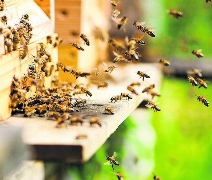 Erleben Sie ein Bienenvolk aus der Nähe. Foto: zVg
