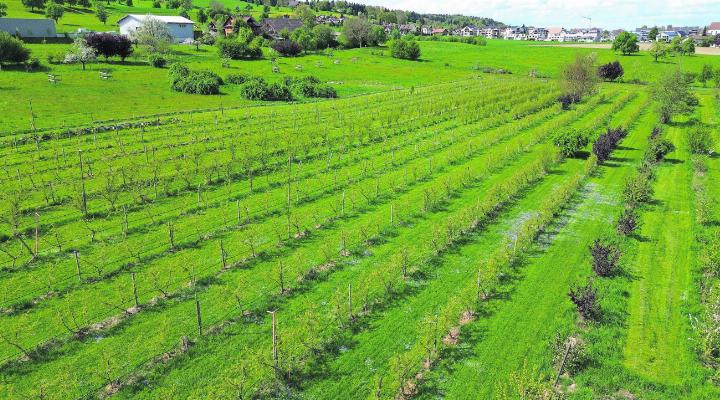 Drei der zwölf Reihen sollen mit einer AgriPV-Anlage überdeckt werden. Fotos: rah