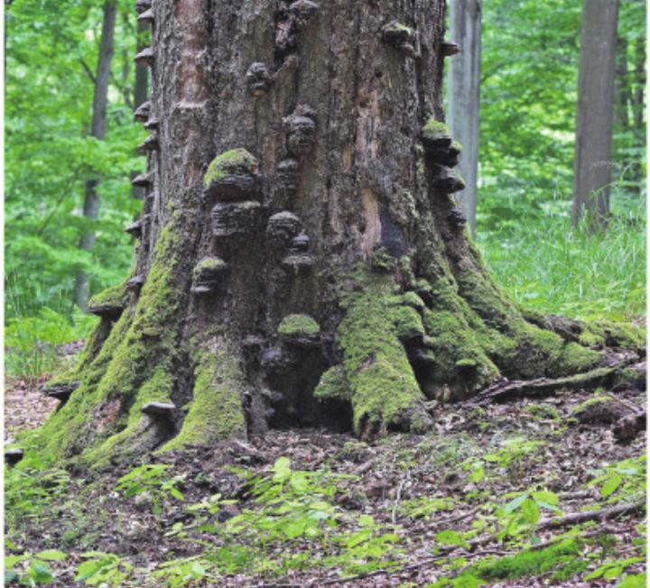 Baumpilze. Foto: pixabay