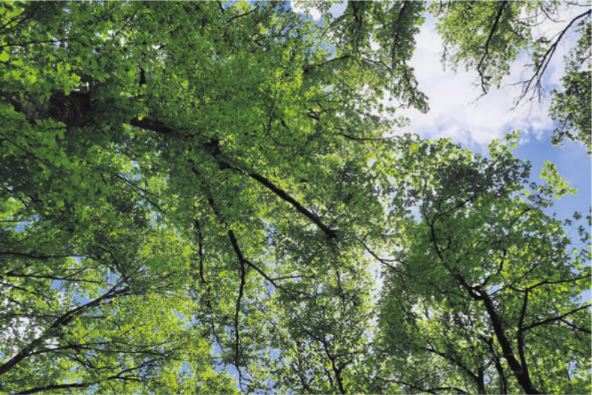 Wie geht es dem Aargauer Wald, und wie entwickelt er sich? - Das Bild wird blockiert. – Möglicherweise durch einen aktiven Adblocker.
