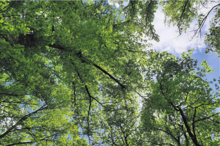Die Daten der Aargauer Waldinventuren 2005, 2016 und 2026 ermöglichen die Dokumentation der Entwicklung des Waldes über die letzten beiden Jahrzehnte. Foto: zVg
