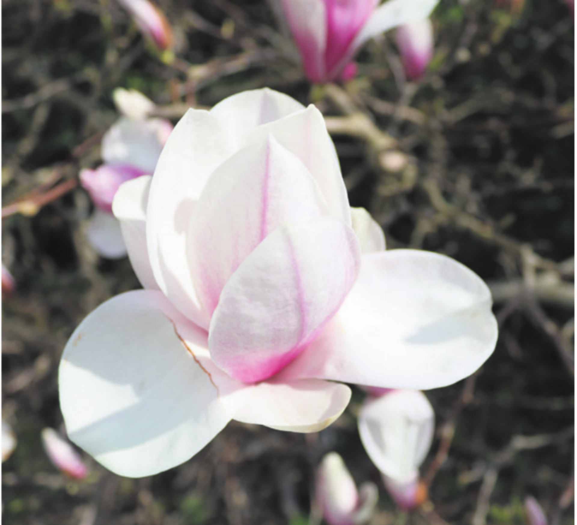Sins: Offizielle Mitteilungen 08.05.2026 - Das Bild wird blockiert. – Möglicherweise durch einen aktiven Adblocker.