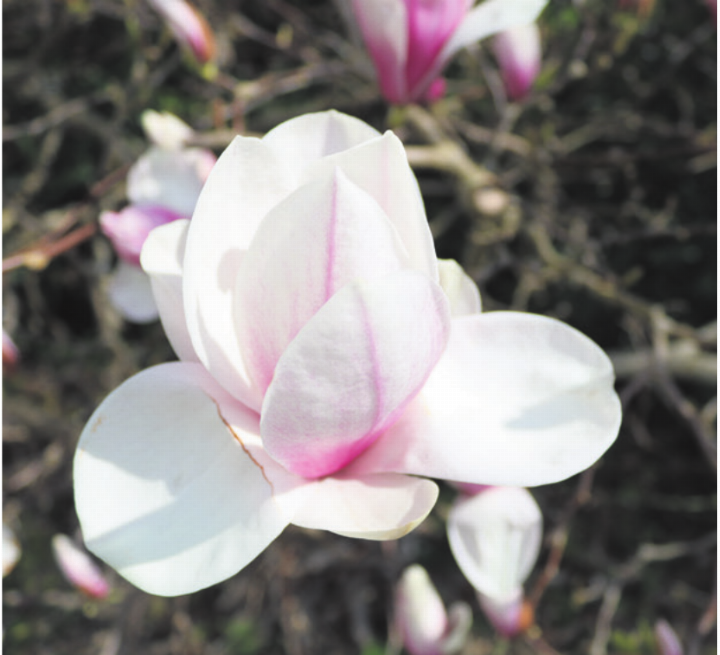 Magnolie in Sins. Foto: ci