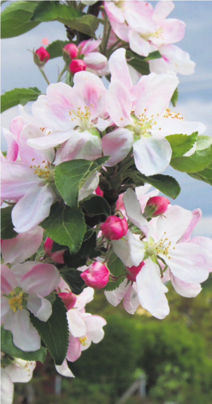 Apfelblüte. 
Foto: Elena Villiger
