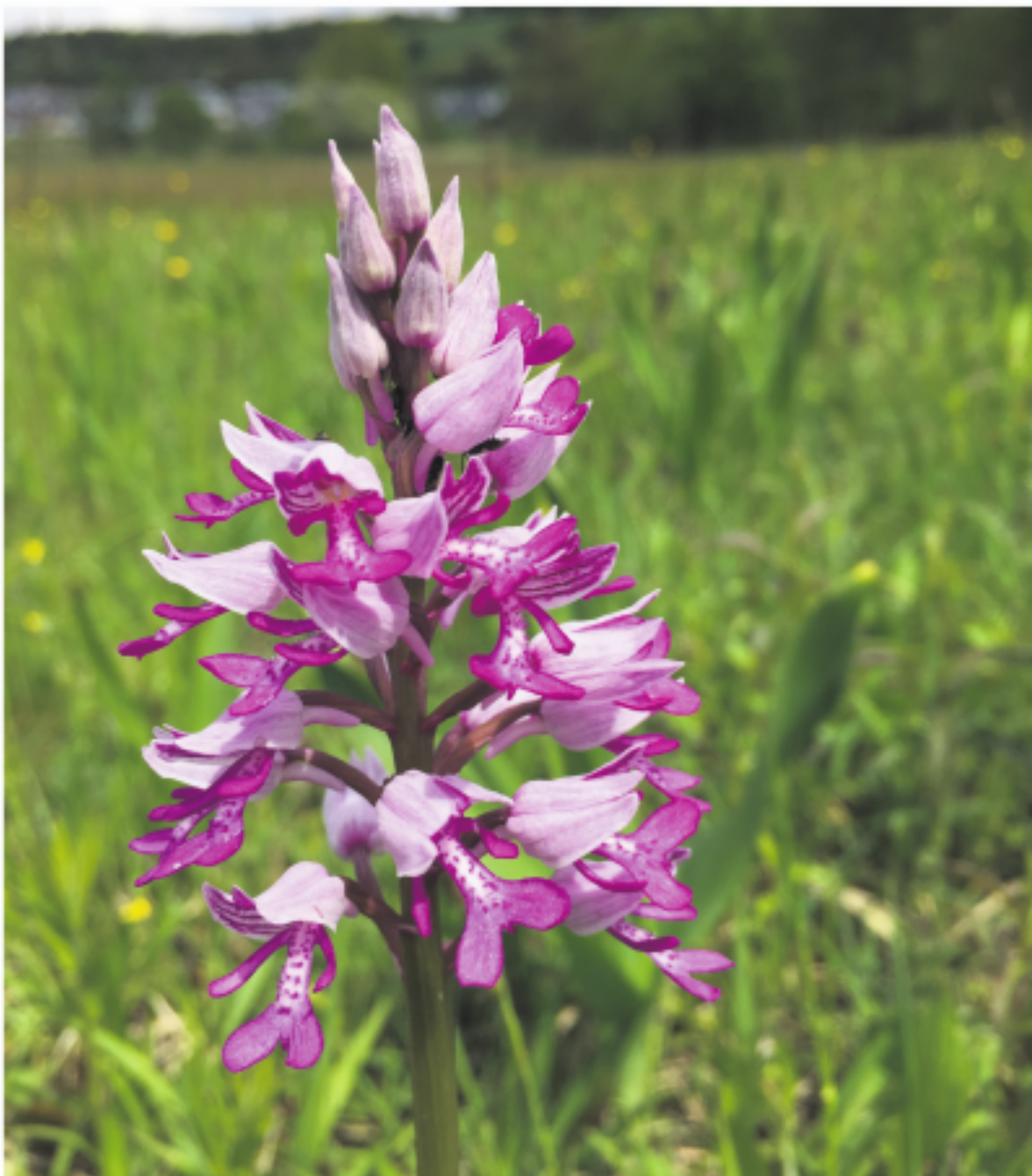 Orchideen mit nassen Füssen - Das Bild wird blockiert. – Möglicherweise durch einen aktiven Adblocker.