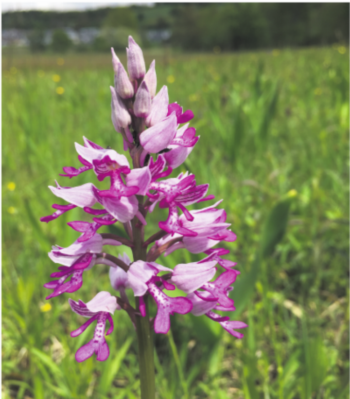 Orchidee im Reusstal. Foto: zVg