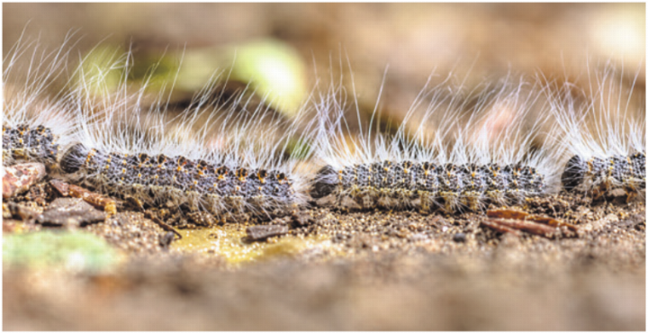 Die sichtbaren langen Haare des Eichenprozessionsspinner sind nicht die eigentlichen Brennhaare. Diese sind nur etwa 0,2 bis 0,3 Millimeter lang und mit blossem Auge kaum zu erkennen. Foto: zVg