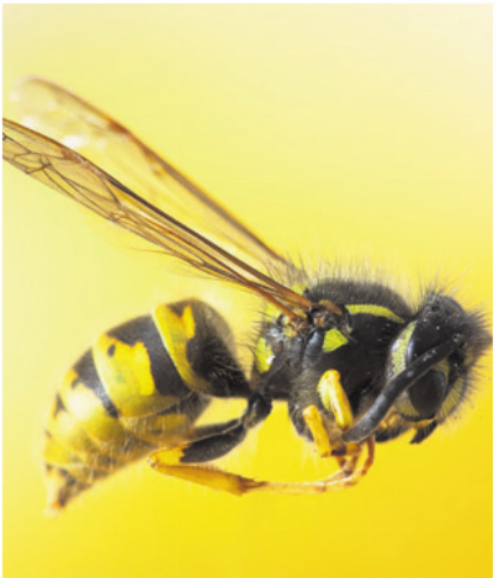 Stiche von Wespen, Bienen, Hornissen und Hummeln können schwere allergische Reaktionen auslösen. Foto: Freepik