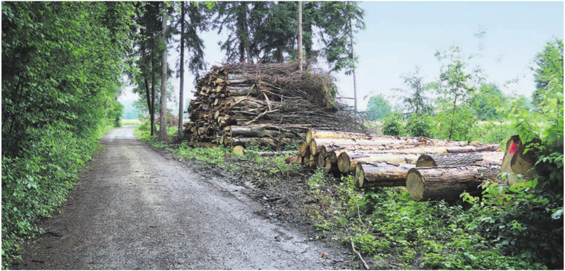 Siebeneichen-Wald – Kahlschlag ist begründet - Das Bild wird blockiert. – Möglicherweise durch einen aktiven Adblocker.