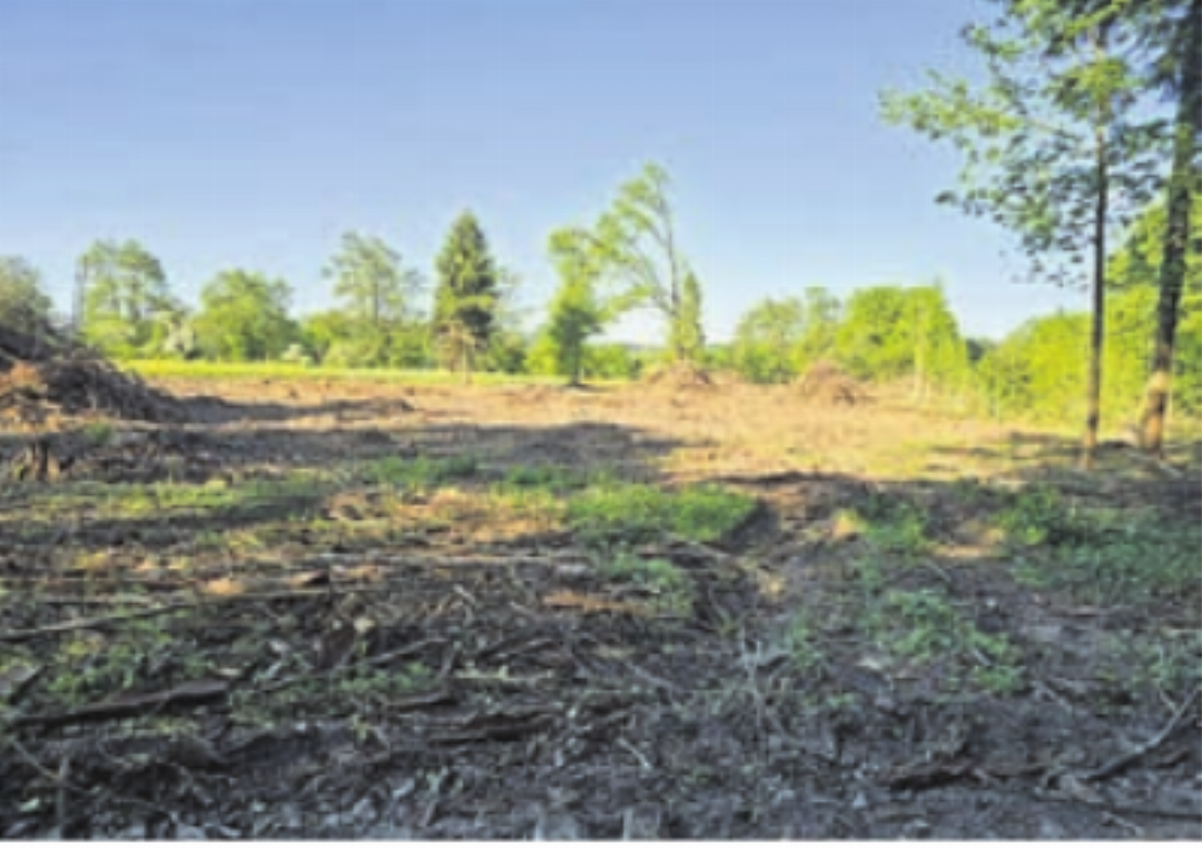 Spätestens im Oktober wird hier wieder aufgeforstet. Es entsteht ein standortgerechter Mischwald mit Eichen. Fotos: zVg Spätestens im Oktober wird hier wieder aufgeforstet. Es entsteht ein standortgerechter Mischwald mit Eichen. Fotos: zVg