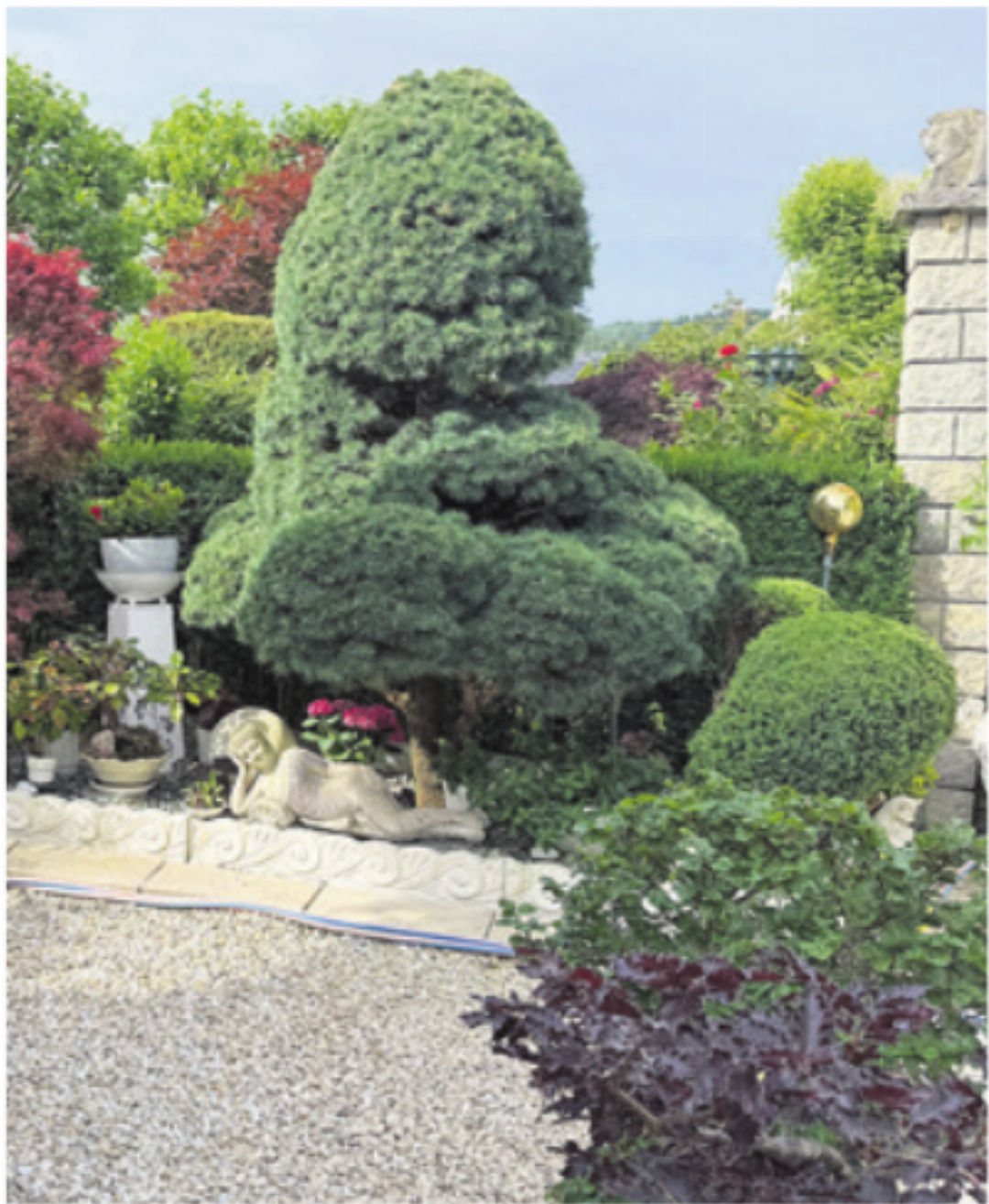 In der Mitte der Bonsai, den Hanspeter Irmgard zum 50. Geburtstag geschenkt hat. In der Mitte der Bonsai, den Hanspeter Irmgard zum 50. Geburtstag geschenkt hat.