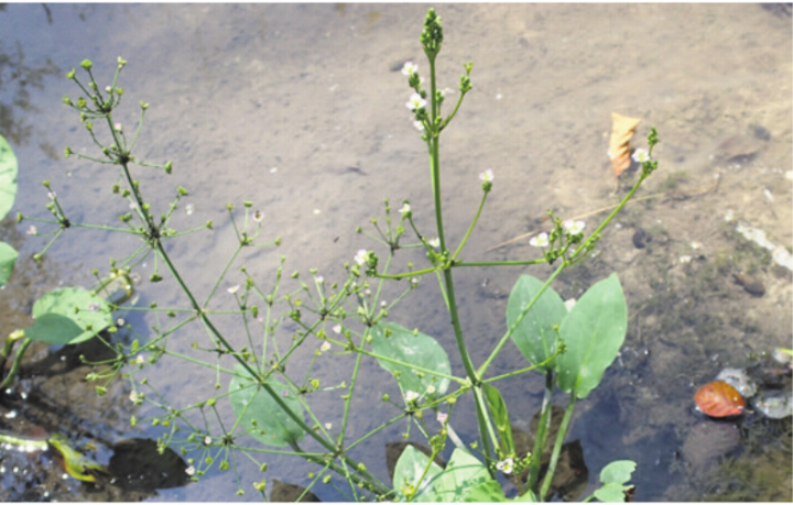 Einheimisch: Gemeiner Froschlöffel. Foto: zVg Einheimisch: Gemeiner Froschlöffel. Foto: zVg