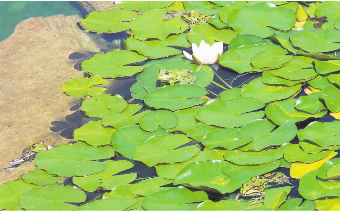 Frösche tummeln sich auf den Seerosenblättern. Sie sorgen für einen mückenfreien Garten. Frösche tummeln sich auf den Seerosenblättern. Sie sorgen für einen mückenfreien Garten.
