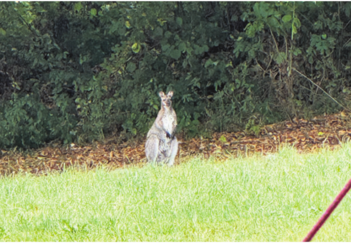 Die Sichtung am Donnerstagnachmittag hielten viele zuerst für einen KI-Gag. Doch die Videos zeigten die Wahrheit: In Dietwil hüpfte ein Wallaby umher. Foto: zVg
