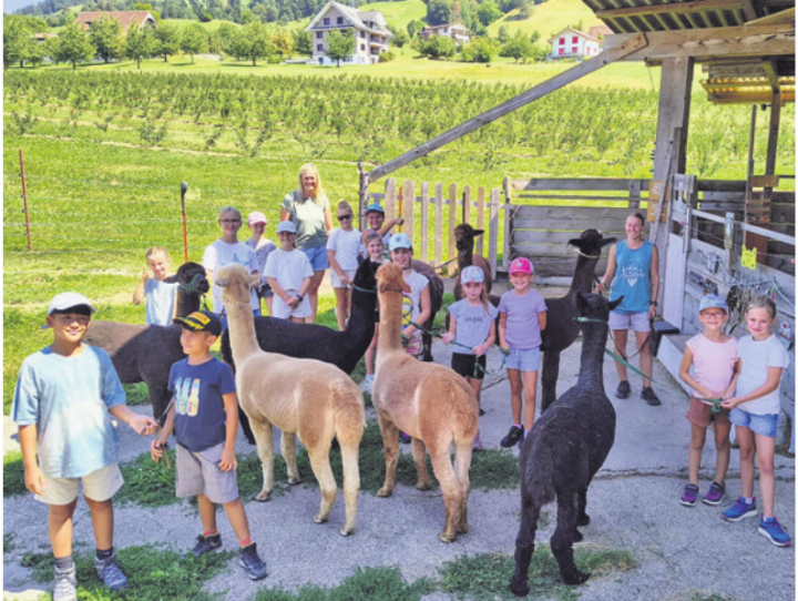 Tierische Freude und unterhaltsamer Alpaka-Spaziergang in Küssnacht am Rigi. Fotos: zVg