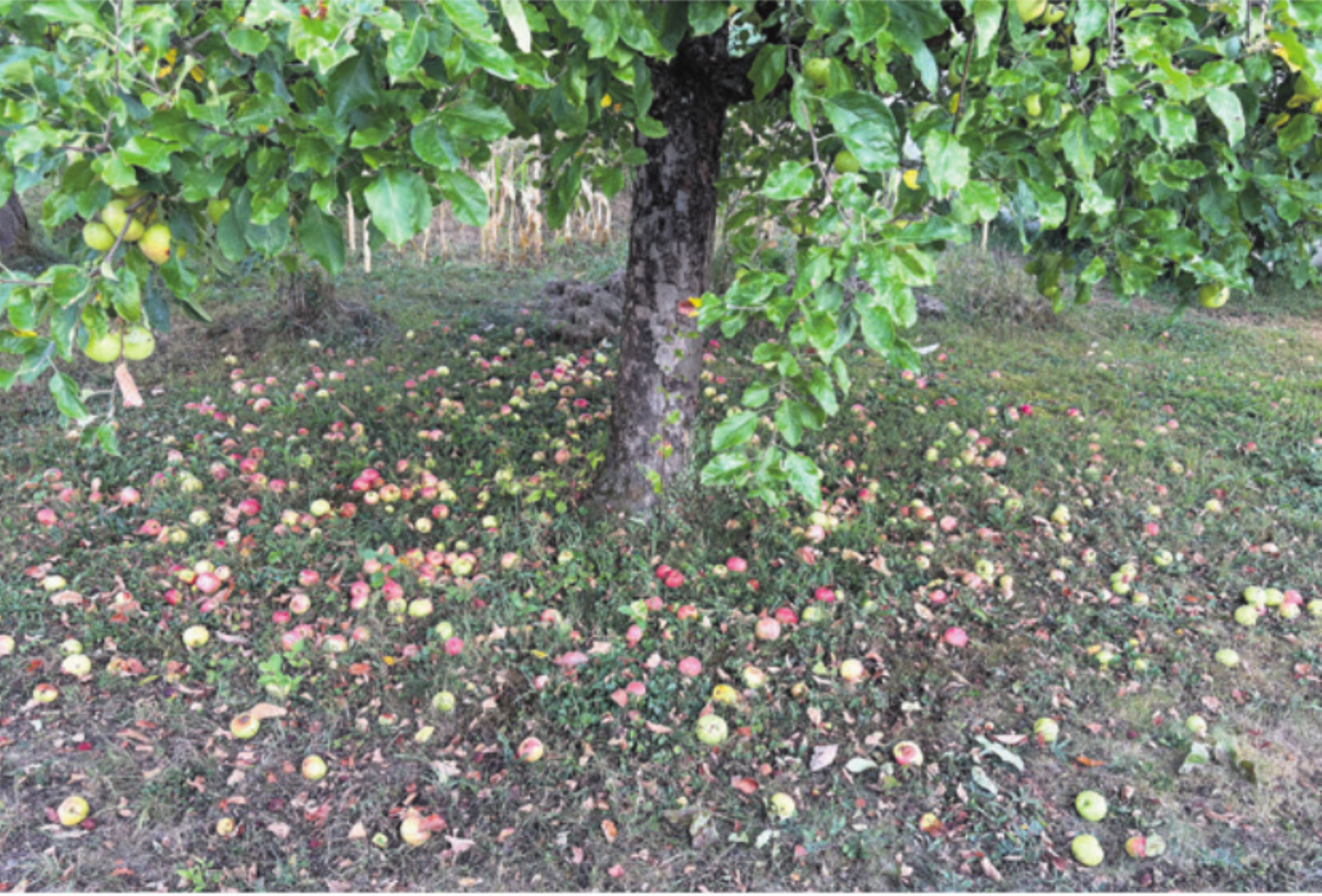 Herbstliche Bilder mitten im August - Das Bild wird blockiert. – Möglicherweise durch einen aktiven Adblocker.