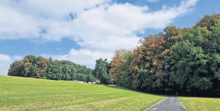 Die stark verfärbten Buchen am Waldrand in Dietwil. Fotos: zVg Die stark verfärbten Buchen am Waldrand in Dietwil. Fotos: zVg
