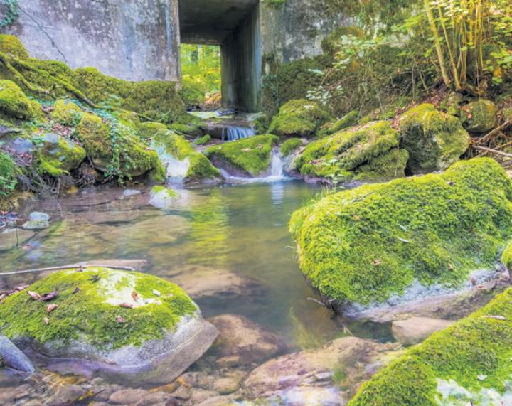 Kleiner Bachlauf inmitten der moosbewachsenen Waldlandschaft. Foto: Daniel Gugelmann