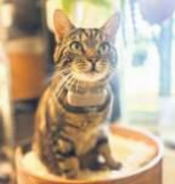Streifzüge der Katze mit einem GPS-Tracker sichtbar gemacht. Foto: Naturama