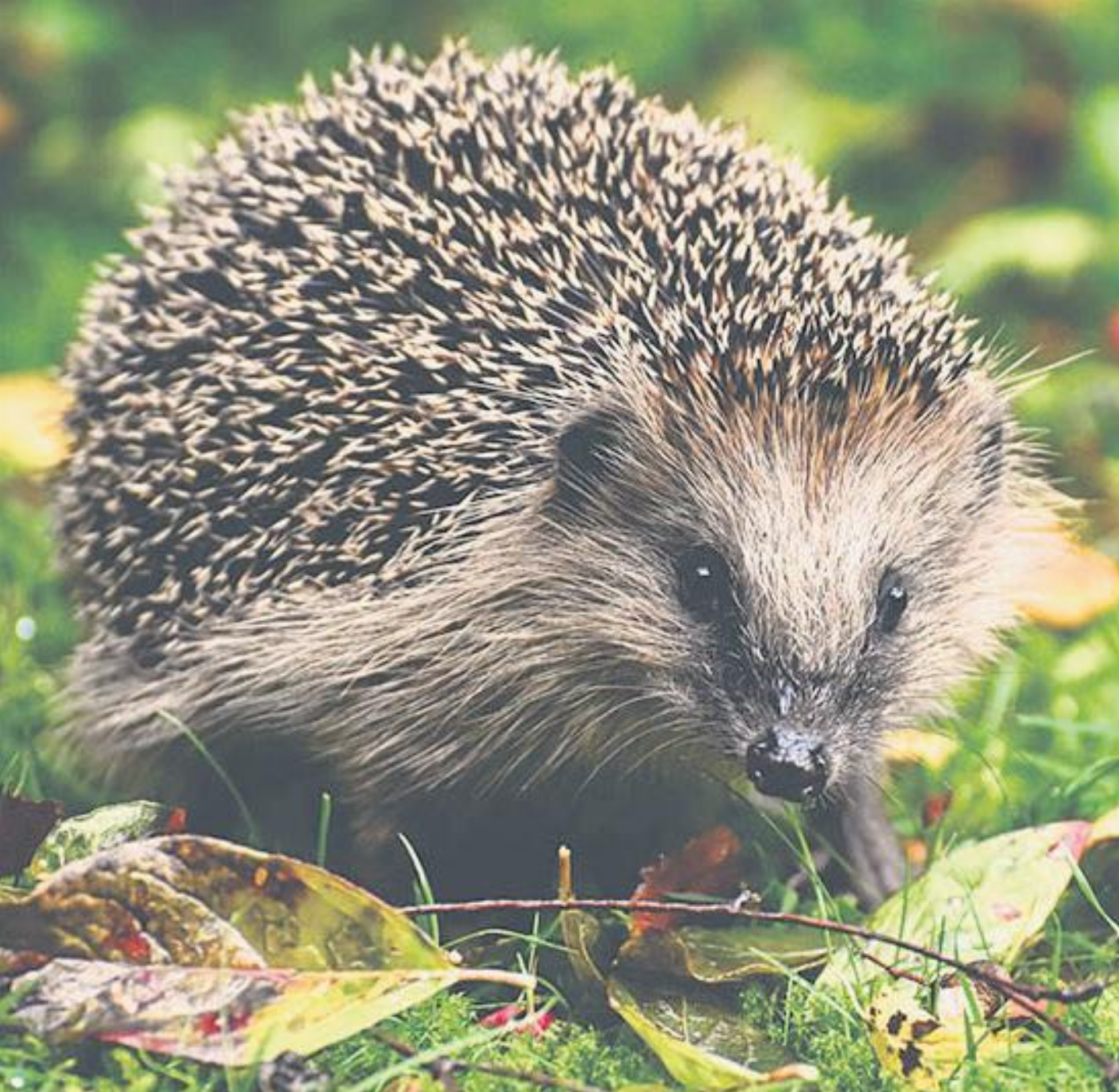 Achtung Igel! - Das Bild wird blockiert. – Möglicherweise durch einen aktiven Adblocker.