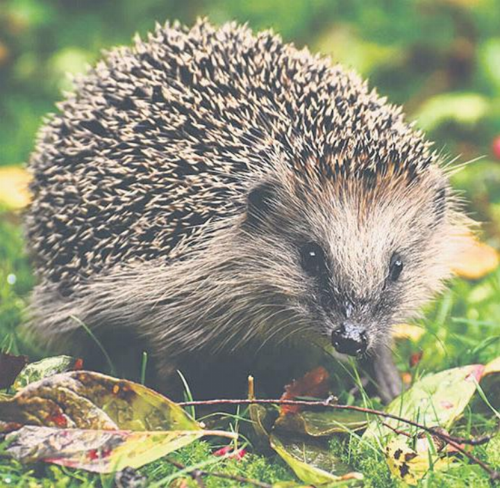 Der Strassentod ist mittlerweile die häufigste Todesursache für unsere einheimischen Igel. Foto: pixabay