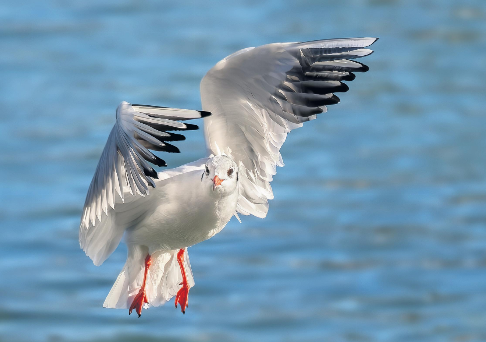 Natur vor der Linse - Das Bild wird blockiert. – Möglicherweise durch einen aktiven Adblocker.
