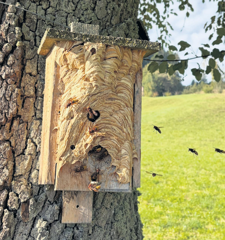 Am Montag wurde auf dem Horben ein spannendes Hornissennest entdeckt. Foto: Irene und Thomas Meienberg