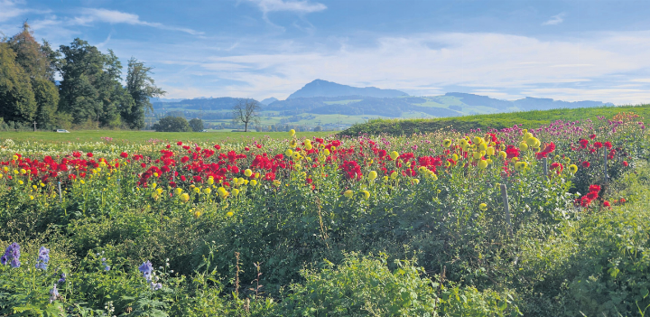 Schöner Ausblick von Oberrüti auf die Rigi. Foto: Stefan Kürzi