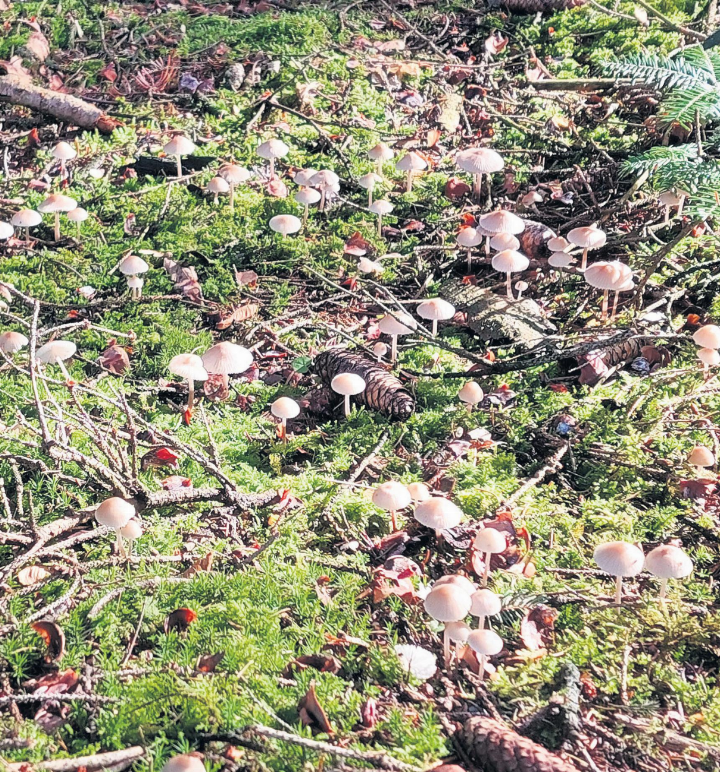 Nach dem Regen der letzten Tage spriessen die Pilze. Foto: zVg Nach dem Regen der letzten Tage spriessen die Pilze. Foto: zVg