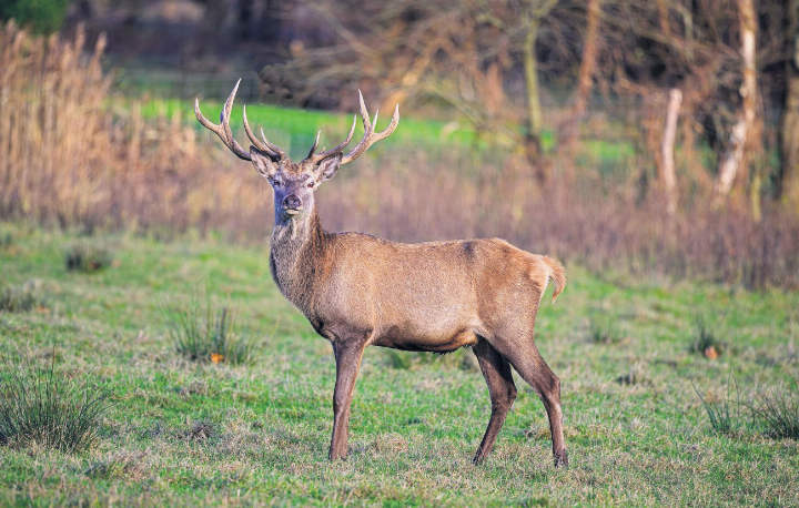 Wo lebt der Rothirsch im Mittelland? Foto: zVg